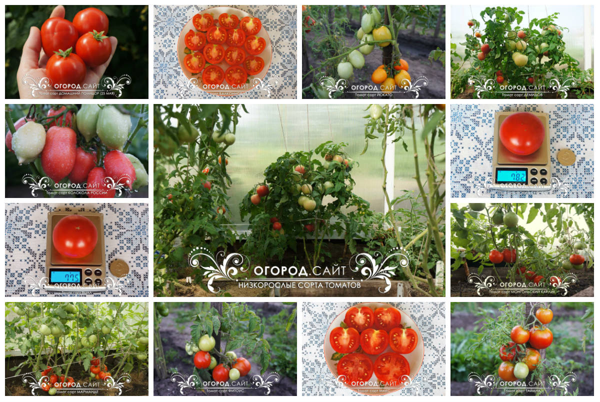 Коллекция семян «Низкорослые томаты»